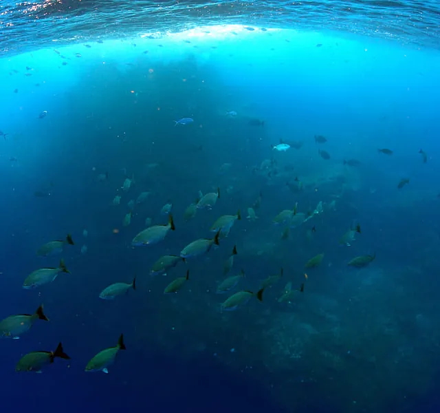 Snorkel El Hierro peces y aguas marinas