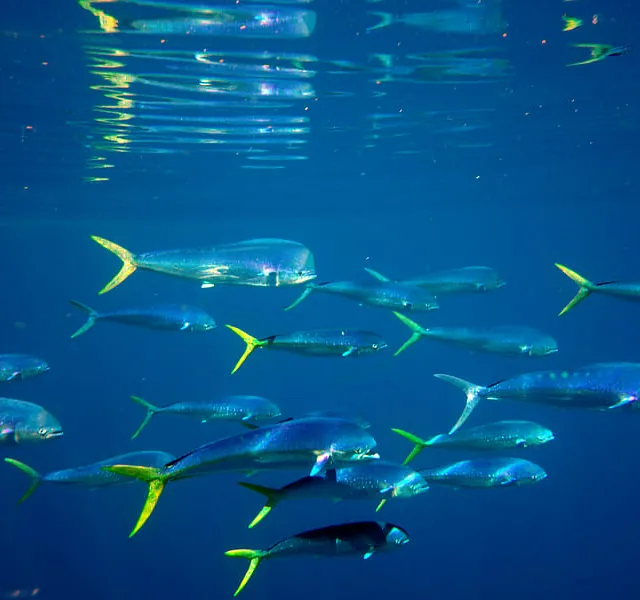 Snorkel El Hierro peces y aguas marinas