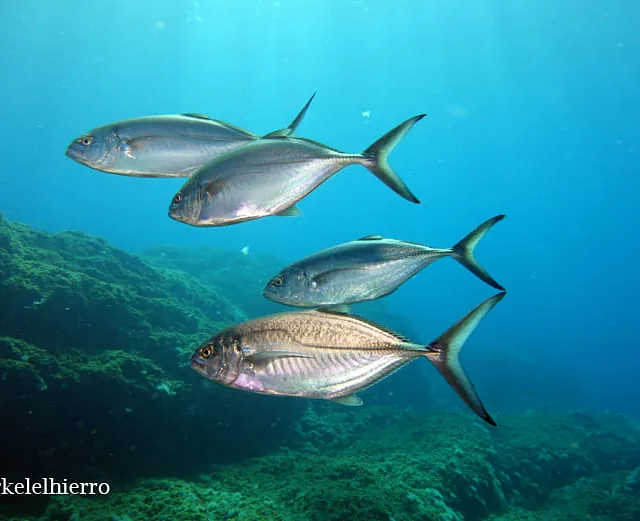 Snorkel El Hierro peces y aguas marinas